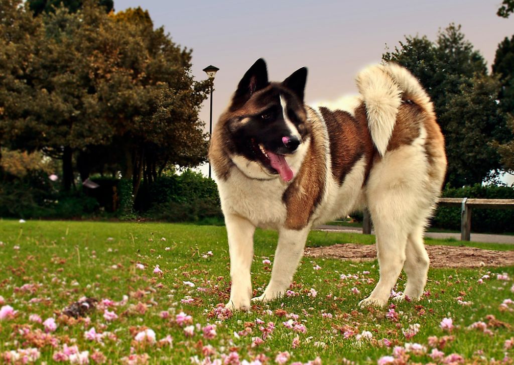 Американский акита собака фото характеристики