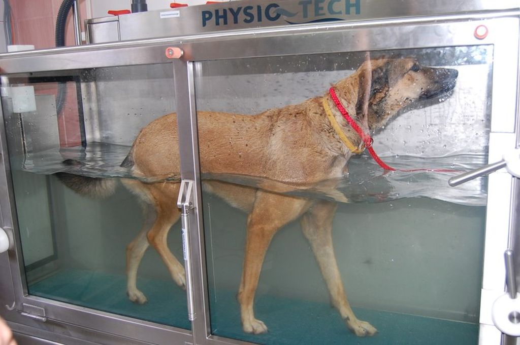 Реабилитация собак операция